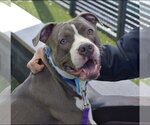 Small #3 Bullboxer Pit