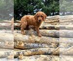 Small Photo #9 Goldendoodle Puppy For Sale in HAPPYLAND, MN, USA