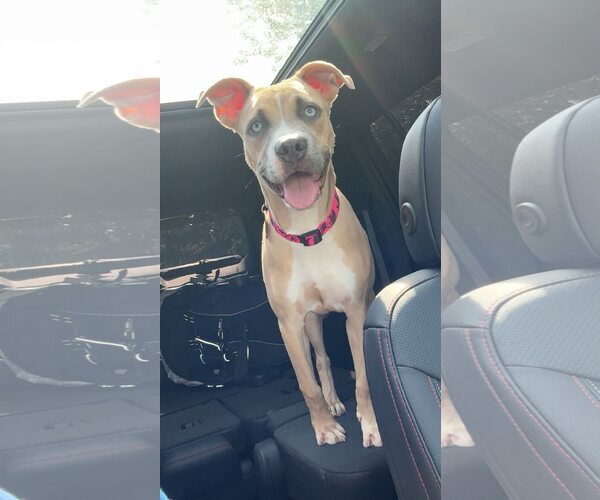 Medium Photo #1 American Pit Bull Terrier-Unknown Mix Puppy For Sale in Belleville, MI, USA