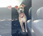 Small American Pit Bull Terrier Mix