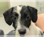 Small Photo #5 Dachshund-Unknown Mix Puppy For Sale in Holly Springs, NC, USA