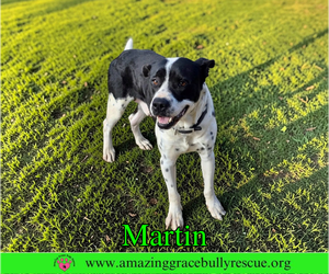Martin - Male Bulldog-Pointer Mix Dog for Adoption - Photo #3