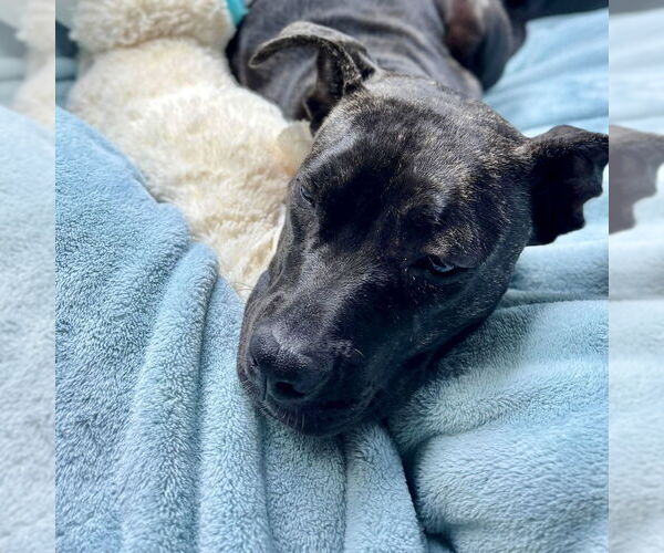 Medium Photo #1 American Staffordshire Terrier-Unknown Mix Puppy For Sale in San Juan Capistrano, CA, USA