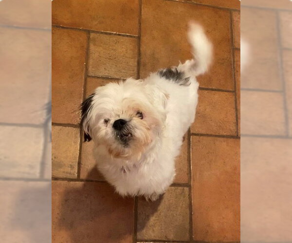 Medium Photo #1 Shih Tzu Puppy For Sale in Springfield, MA, USA