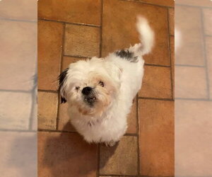 Shih Tzu Dogs for adoption in Springfield, MA, USA