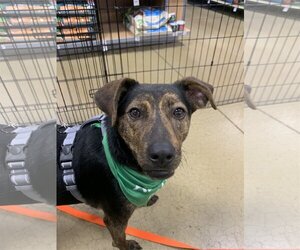 Mountain Cur-Unknown Mix Dogs for adoption in Westminster, MD, USA