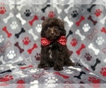 Benson - Male ShihPoo Puppy for Sale - Small photo