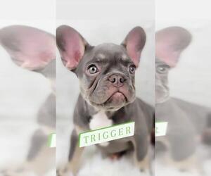 French Bulldog Puppy for sale in BAKERSFIELD, CA, USA
