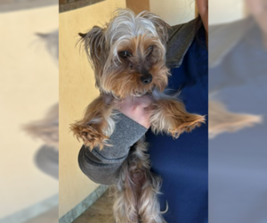 Mutt Dogs for adoption in Spring, TX, USA