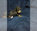 Small Photo #3 Bernedoodle Puppy For Sale in INDEPENDENCE, MO, USA