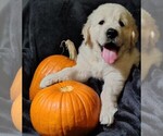 Puppy Red boy Golden Retriever