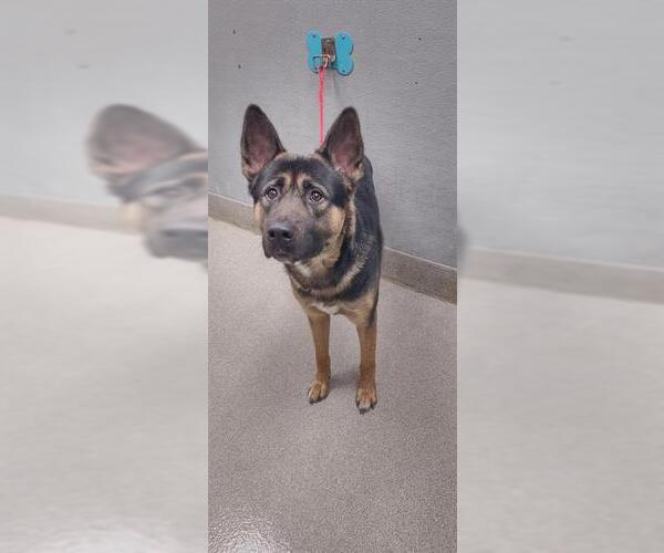 Medium Photo #1 German Shepherd Dog-Unknown Mix Puppy For Sale in Las Vegas, NV, USA