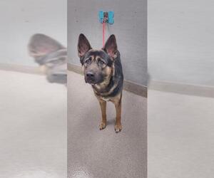 German Shepherd Dog-Unknown Mix Dogs for adoption in Las Vegas, NV, USA