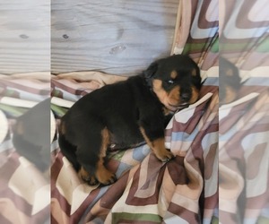 Rottweiler Puppy for Sale in FERNDALE, Washington USA