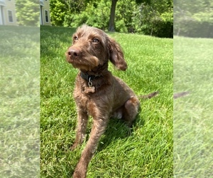 Miniature Labradoodle Puppy for sale in KALAMAZOO, MI, USA