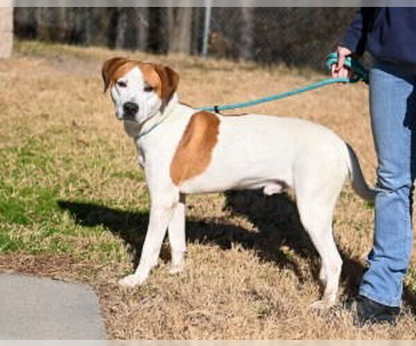 Medium Photo #8 Mutt Puppy For Sale in Glen Allen, VA, USA