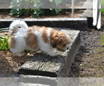 Small Photo #3 Mal-Shi Puppy For Sale in GREENWOOD, WI, USA