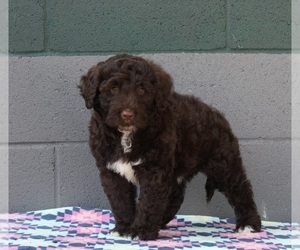 Medium Portuguese Water Dog