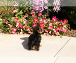 Small #4 Yorkshire Terrier
