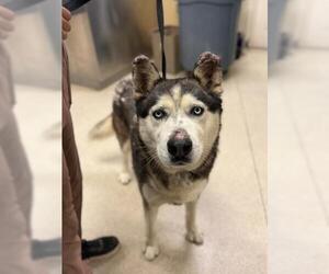 Siberian Husky Dogs for adoption in Riverside, CA, USA
