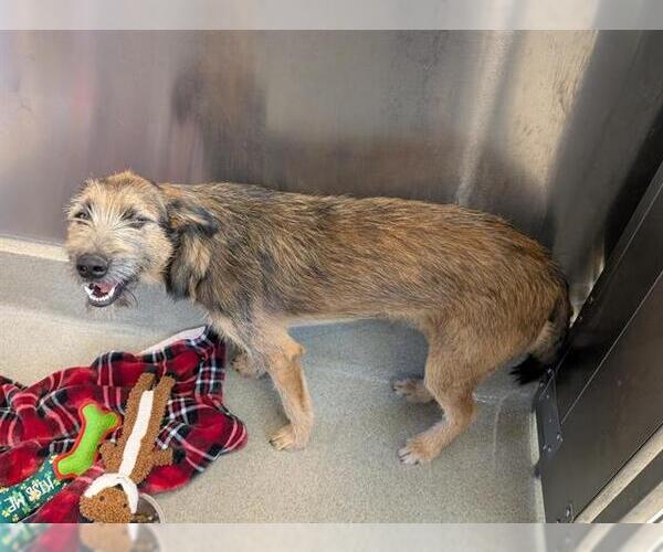 Medium Photo #1 Airedale Terrier-German Shepherd Dog Mix Puppy For Sale in San Martin, CA, USA