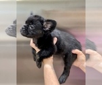 Small Photo #9 French Bulldog Puppy For Sale in ALHAMBRA, CA, USA