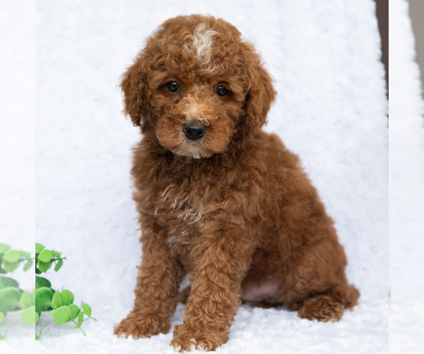 Medium Photo #4 Poodle (Miniature) Puppy For Sale in DORNSIFE, PA, USA