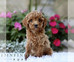 Poodle (Toy) Puppy for sale in BIRD IN HAND, PA, USA