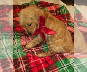 Golden Retriever Puppy for sale in JOHNSTON, SC, USA