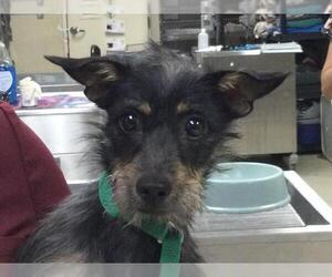 Mutt Dogs for adoption in Riverside, CA, USA