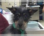 NANCY - Female Mutt Dog for Adoption - Small photo