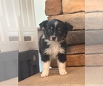 Small Miniature Australian Shepherd