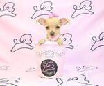 Small Photo #3 Chihuahua Puppy For Sale in LAS VEGAS, NV, USA