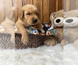 Golden Retriever Puppy for Sale in NEOLA, West Virginia USA