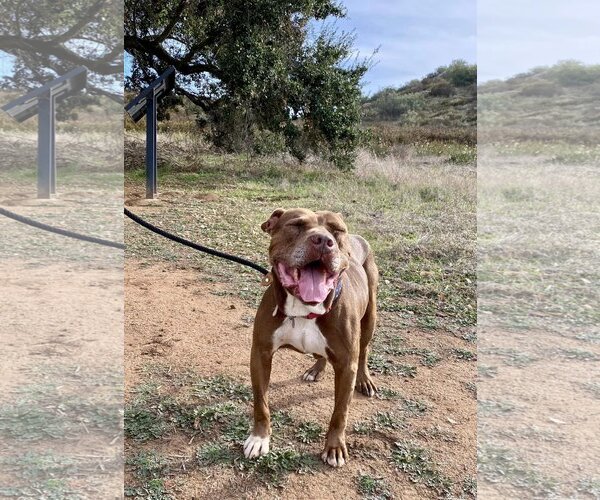 Medium Photo #5 American Pit Bull Terrier Puppy For Sale in  Ramona, CA, USA