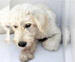 Small Poodle (Standard) Mix