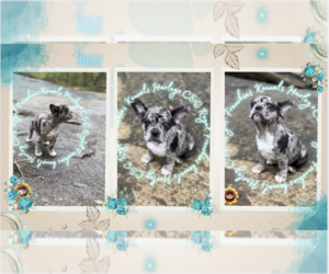French Bulldog Puppy for sale in ATHENS, GA, USA