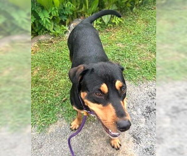 Medium Photo #2 Black and Tan Coonhound-Unknown Mix Puppy For Sale in Rockaway, NJ, USA