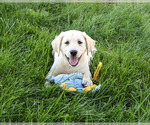 Rodney - Male Labrador Retriever Puppy for Sale - Photo #5
