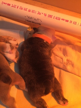 Medium Photo #1 English Bulldog Puppy For Sale in HILLSBORO, NC, USA