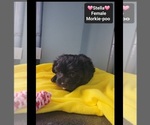 Small #1 Morkie Poo (Toy)