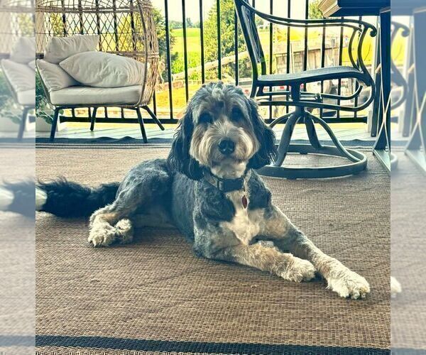 Medium Photo #1 Bernedoodle (Miniature) Puppy For Sale in GAP, PA, USA