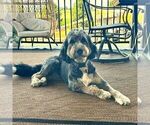Small Photo #1 Bernedoodle (Miniature) Puppy For Sale in GAP, PA, USA