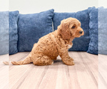 Small #2 Miniature Labradoodle