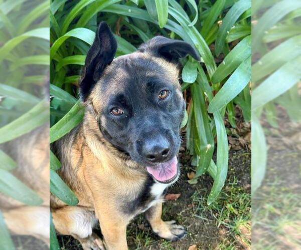 Medium Photo #2 Mutt Puppy For Sale in Lodi, CA, USA
