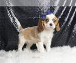 Small #4 Cavalier King Charles Spaniel