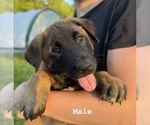 Small #2 Belgian Malinois