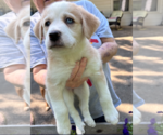 Small #4 Mutt