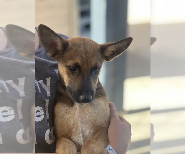Medium Photo #6 German Shepherd Dog-Unknown Mix Puppy For Sale in Dana Point, CA, USA