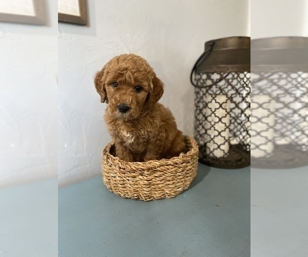 Medium Photo #2 Goldendoodle Puppy For Sale in BRADENTON, FL, USA